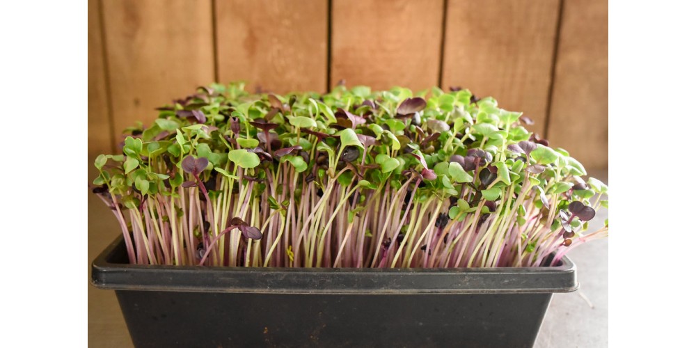 Daikon radishes organic microgreens, large tray